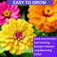 Semillas zinnia para plantar al aire libre 0.35oz
