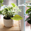 Embudo riego macetas set 3 interior y exterior