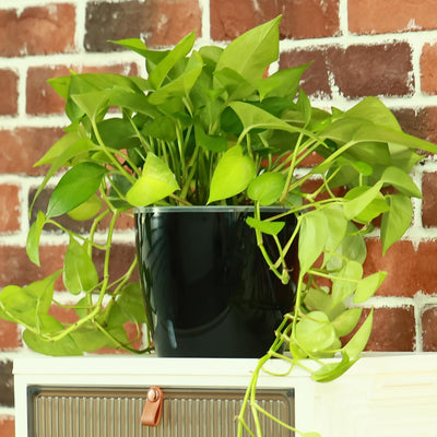 Macetas riego automático 5" para plantas 6 pzas
