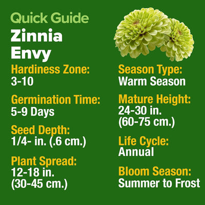 Semillas Zinnia verde lima 2oz 8500uds rápido crecimiento