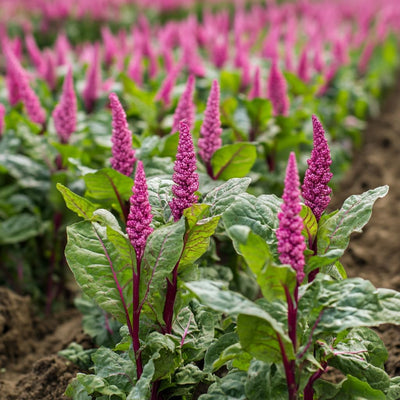 Semillas amaranto variedad rojas y verdes para microverdes y jardín