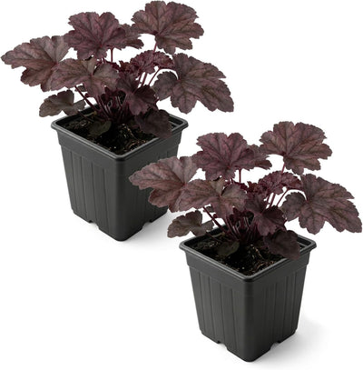 Planta Heuchera Coral Bells 10pulg maceta 1qt