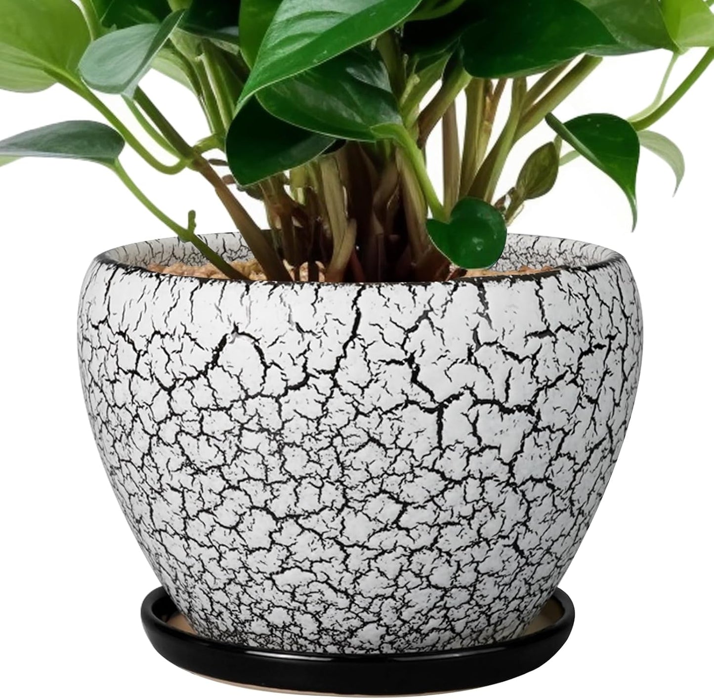 Maceta cerámica 6pulg platillo suculentas blanco negro