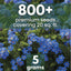 Semillas Forget Me Not 800 unidades 0.18oz