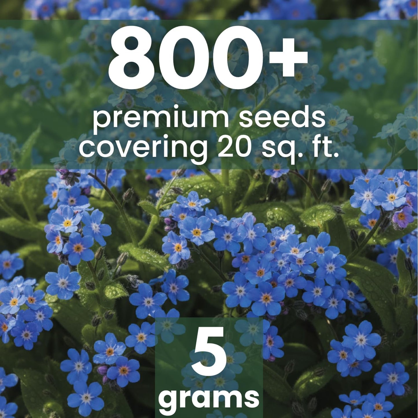 Semillas Forget Me Not 800 unidades 0.18oz