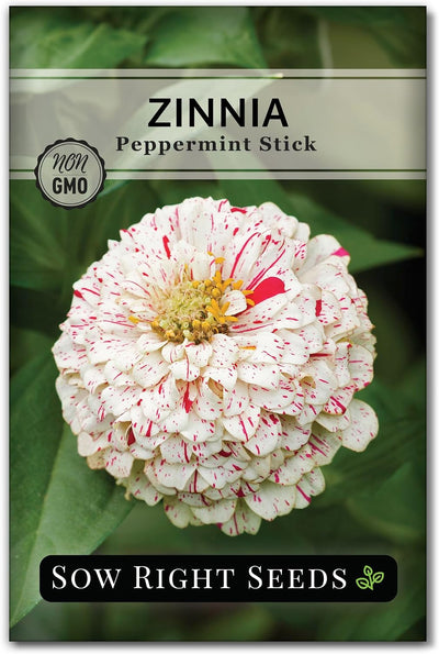 Semillas zinnia barra menta paquete reliquia flores dobles