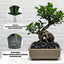 Rocas negras decorativas para suculentas y jarron