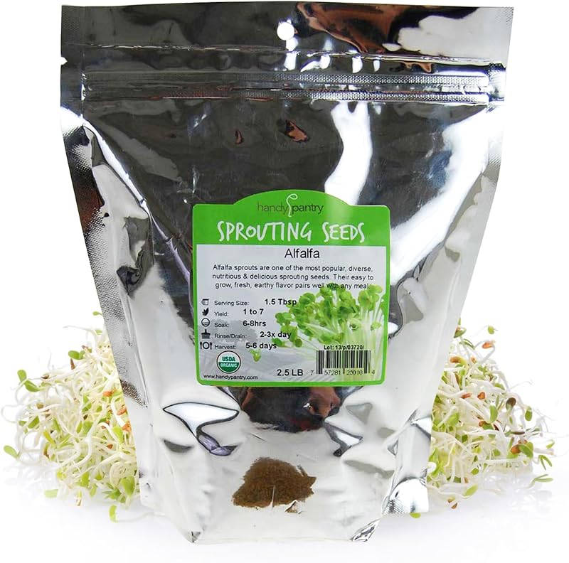 Semilla brote alfalfa orgánica alta germinación comestible