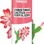 Fertilizante para Cactus Schlumbergera 8oz Líquido