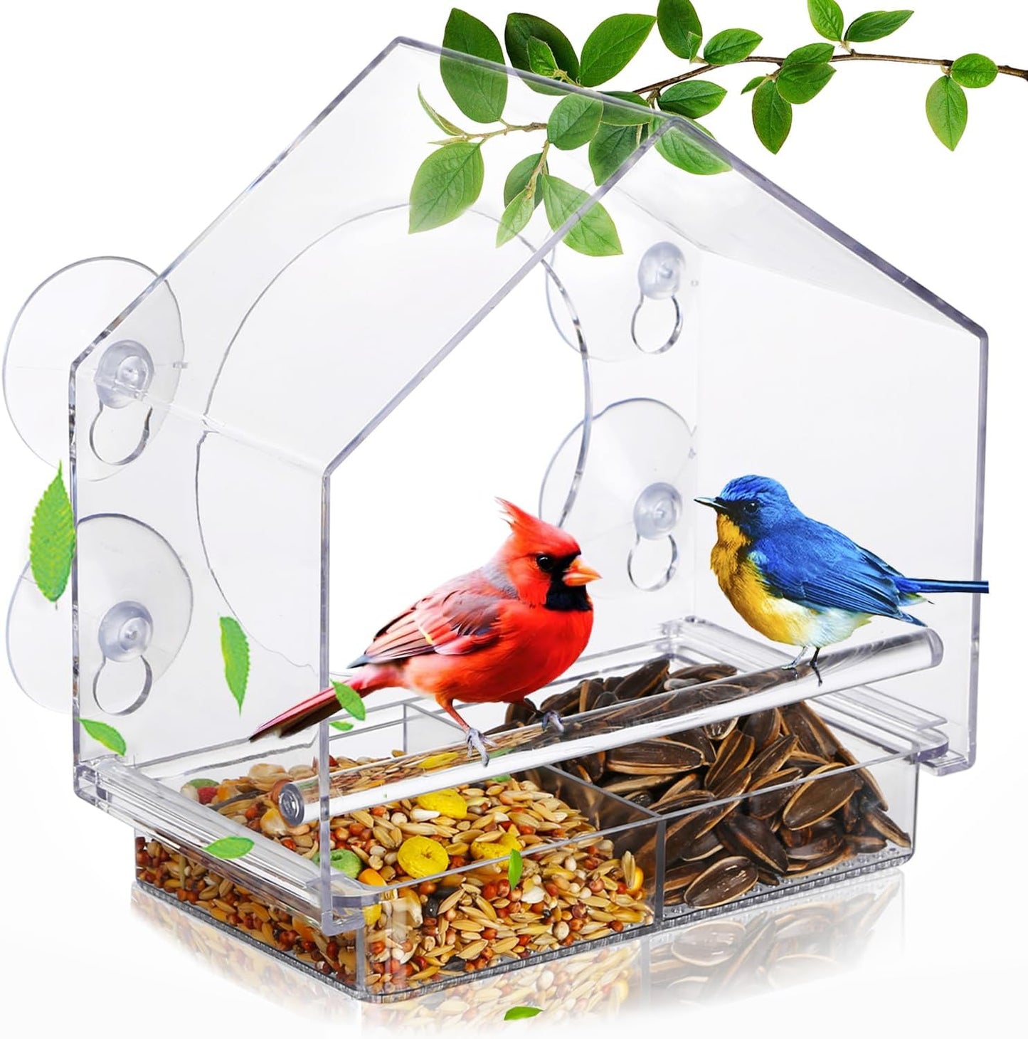 Comederos aves ventanas ventosas fuertes transparentes