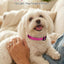 Collar perro pequeño nailon reflectante ajustable 5/8pulg