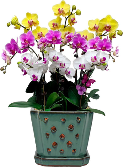 Maceta orquídea con platillo 7" verde