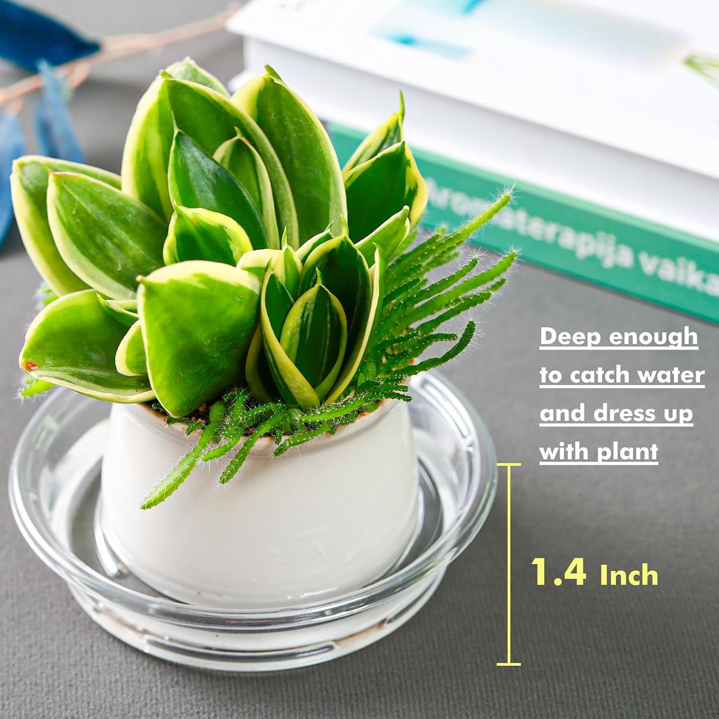 Platillo para plantas 30 Pzas bandejas plástico 4"