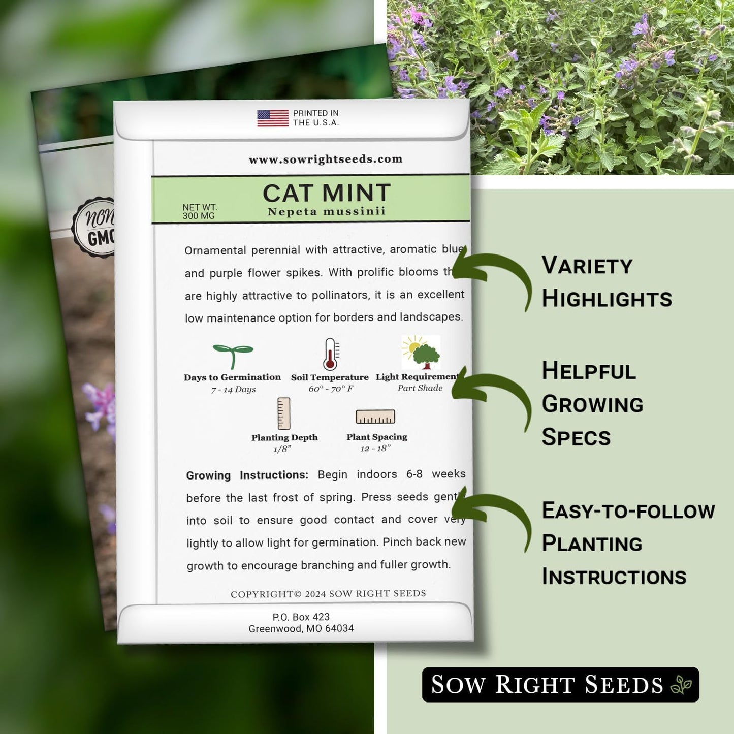 Semillas menta para gatos Nepeta sin OMG