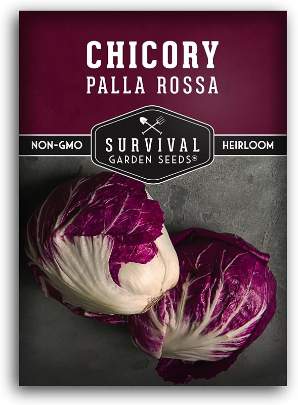 Semillas achicoria para plantar radicchio rojo huerto casero