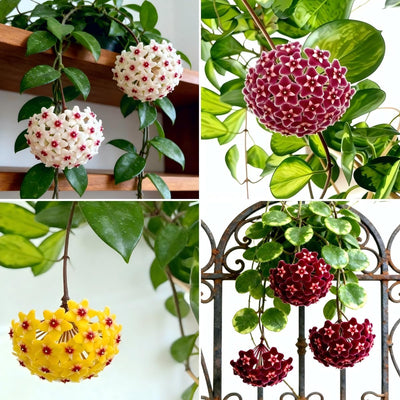 Semillas mixtas Hoya para macetas colgantes y jardín