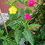Semillas Marvel de Perú 100 Flores Coloridas