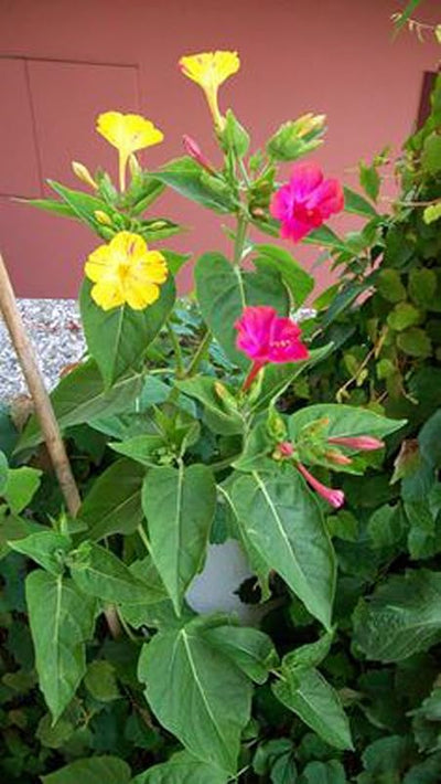 Semillas Marvel de Perú 100 Flores Coloridas
