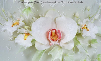 Juego cortador orquídea Phalaenopsis