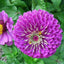100 Semillas Zinnia Purple Prince No Transgénicas Heirloom