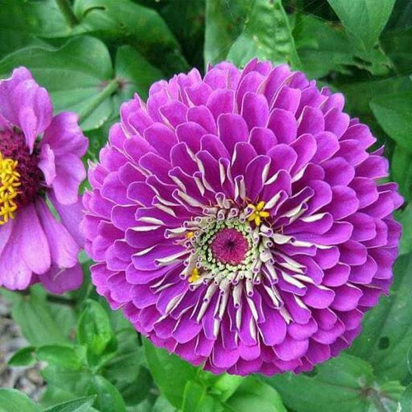 100 Semillas Zinnia Purple Prince No Transgénicas Heirloom