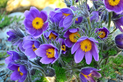 Semillas Pasqueflower 30 Unids para Plantar Perennes