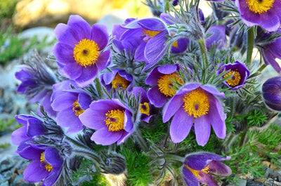Semillas Pasqueflower 30 Unids para Plantar Perennes
