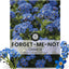 Semillas Forget Me Not 800 unidades 0.18oz