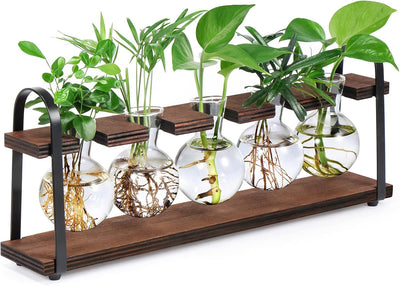 Soporte propagación plantas madera jarrón terrario