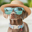 Collar perro verano dije sandía ajustable para medianos