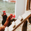 Bebedero pollo 2gal con tazas auto llenado pezones
