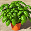 Semillas albahaca hoja grande 700+ sin OMG