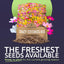 Mezcla flores silvestres 1oz 5000 semillas rosa amarillo naranja