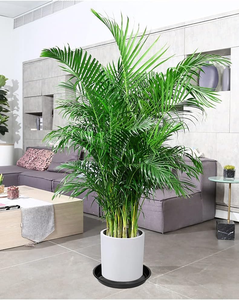 6 Platillos Plástico 16" para Macetas Interior
