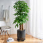 2 Soportes para plantas 12pulg acero carbono 0.118pulg