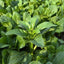 4000 Semillas Choy Sum Alta Calidad 99% Germinación