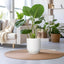 Maceta cerámica 12pulg para plantas interior exterior blanca