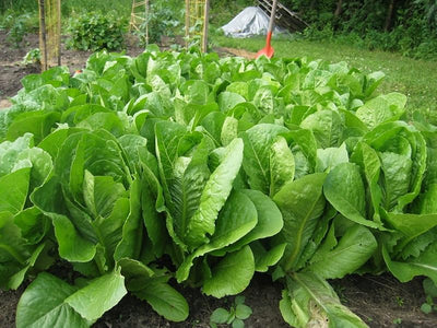 Semillas lechuga romana 1/4libra a granel sin OMG