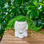 Maceta con cara de cactus para plantas interiores y exteriores