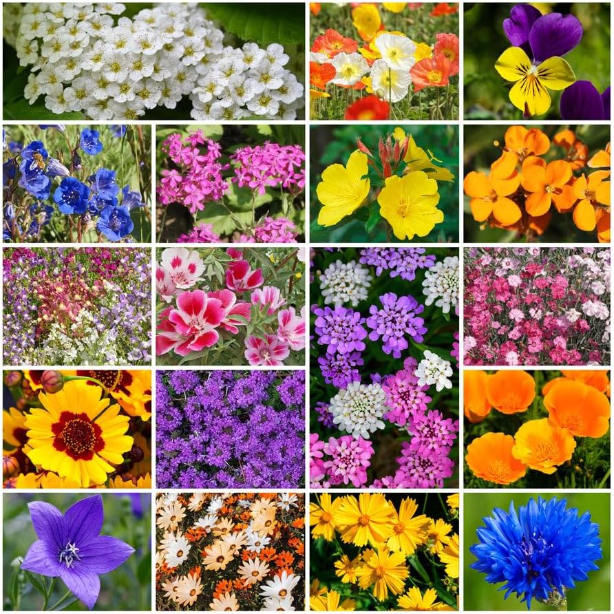 Mezcla semillas flores silvestres anuales y perennes 1lb