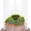 Cloche cristal base orificio aire terrario 5.9x5.9x8.2pulg