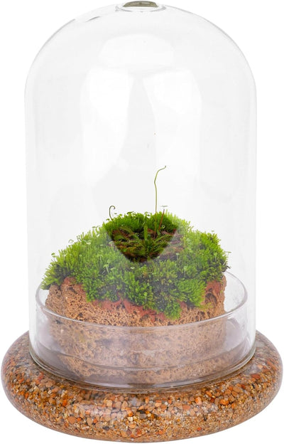 Cloche cristal base orificio aire terrario 5.9x5.9x8.2pulg