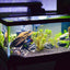 Tapete antideslizante espuma negra para acuario 15.74x11.81pulg
