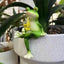 Estatua ranita para maceta decoración jardín 2.92x1.12x4.94