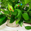 100 Mini Mariquitas Madera Autoadhesivas Color Mezclado
