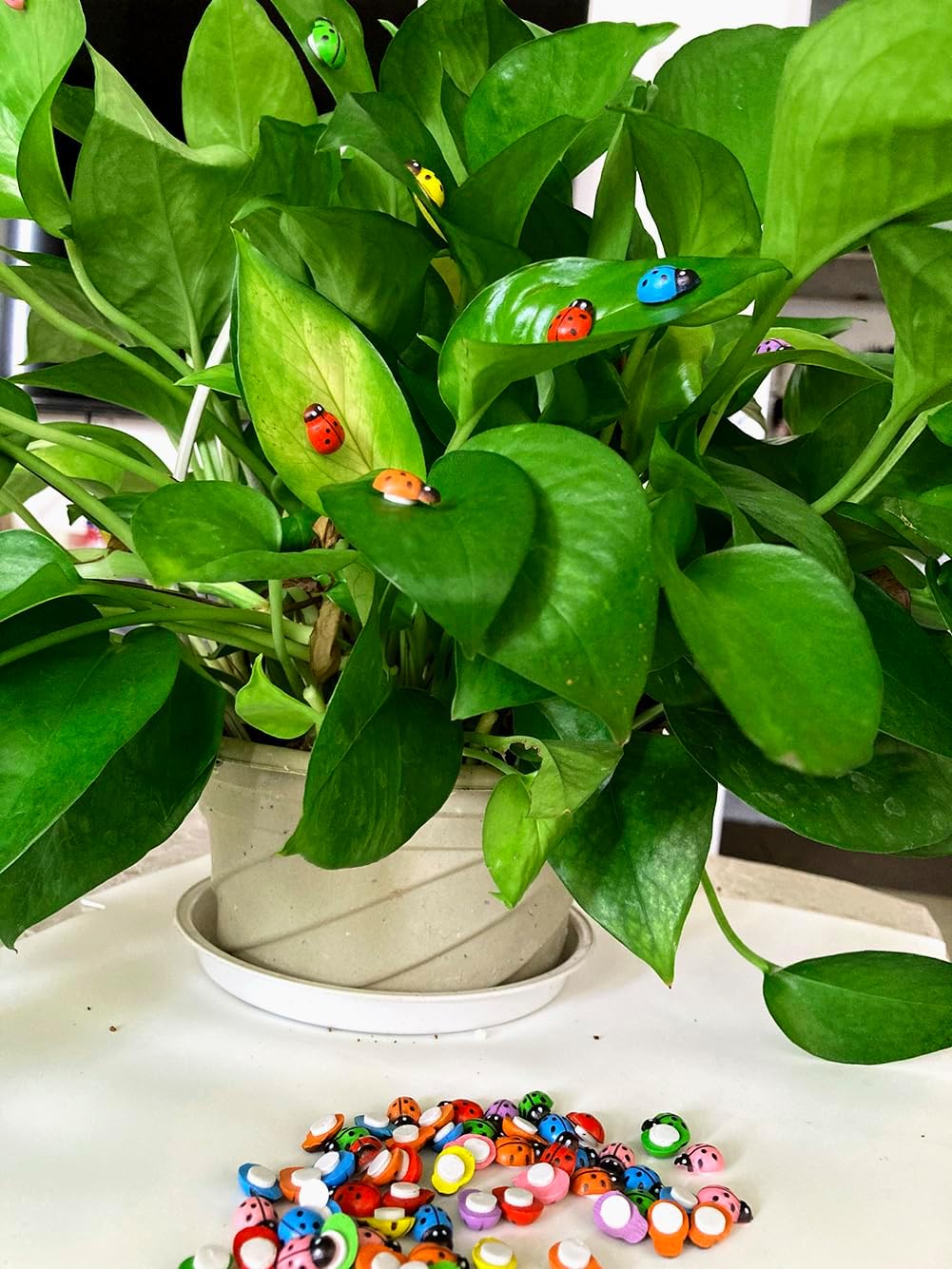 100 Mini Mariquitas Madera Autoadhesivas Color Mezclado