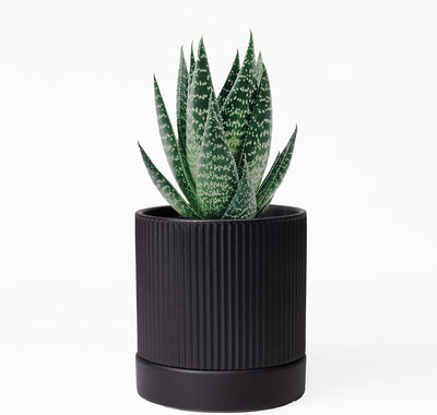 Set 2 Macetas Cerámica 4" Interior Negro Mate