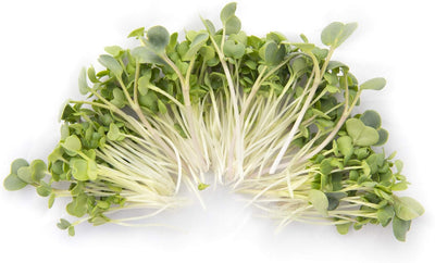 Semillas de microgreens mix mizuna pak choi mostaza rábano 1lb