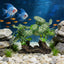 Acuario madera flotante decoración pecera betta escondite terrario