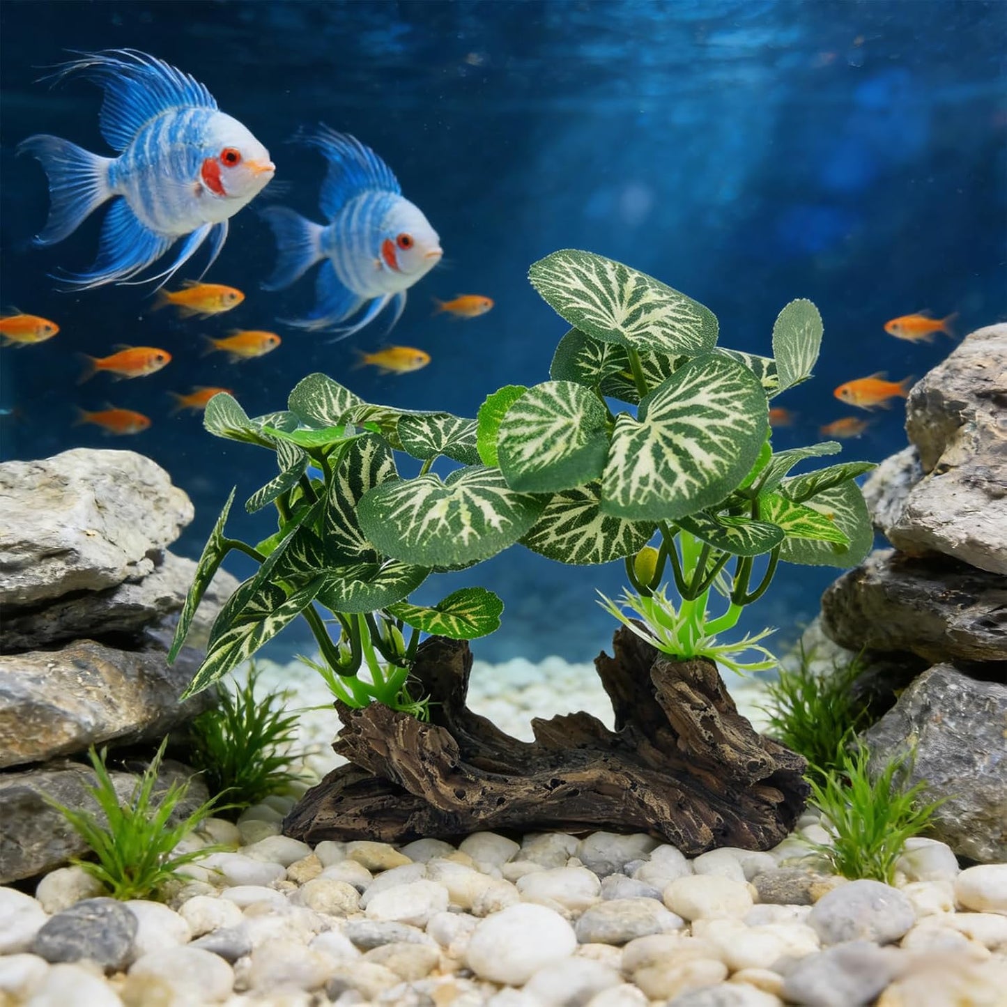 Acuario madera flotante decoración pecera betta escondite terrario